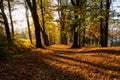Sunbeams pouring into a slightly blurred autumn forest creating a mystical ambiance Royalty Free Stock Photo
