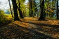 Sunbeams pouring into a slightly blurred autumn forest creating a mystical ambiance Royalty Free Stock Photo