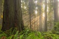 Sunbeams in redwood forest Royalty Free Stock Photo