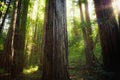 Sunbeams in the Redwood Forest, Humboldt Redwoods State Park, California Royalty Free Stock Photo