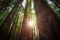 Sunbeams in the Redwood Forest, Humboldt Redwoods State Park, California Royalty Free Stock Photo