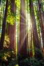 Sunbeams in the Redwood Forest, Humboldt Redwoods State Park, California Royalty Free Stock Photo