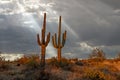 Sunbeams Shine Down On Sagauro Cactus In Arizona