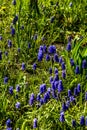 Grape hyacinth Muscari flowers. blue muscari armeniacum flowers on spring garden Royalty Free Stock Photo