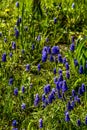 Grape hyacinth Muscari flowers. blue muscari armeniacum flowers on spring garden Royalty Free Stock Photo