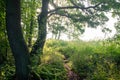 Sunbeams shine through trees in forest