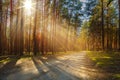 Sunbeams shine through the trees onto an empty road in a pine forest