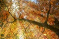 Sunbeams shine through a treetop with colorful red and golden autumn leaves, seasonal nature background, copy space