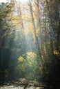 Sunbeams shines through trees to the small silent pond. Autumn landscape. Royalty Free Stock Photo