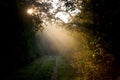 Sunbeams shines through treetops and fog Royalty Free Stock Photo