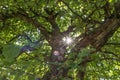 Sunbeams shining through the canopy of an apple fruit tree in a garden, Germany Royalty Free Stock Photo