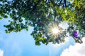 Sunbeams shining through foliage tree