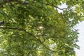 Sunbeams shining through the leaves of a lime tree