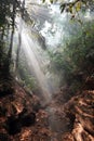 sunbeams shining through misty rainforest