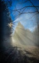 Sunbeams shining through pine branches on a misty winter day in the woods. Royalty Free Stock Photo