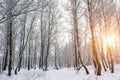 Sunbeams shining through snow-covered birch branches in a birch grove after a snowfall on a winter day. Royalty Free Stock Photo