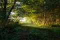 Sunbeams shining through the tree`s. The sun`s rays lights through the forest on lake coast in the morning