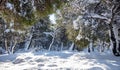 Sunbeams on snow. Snowy trees at forest background