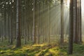 Sunbeams in Spruce Forest