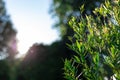 Sunbeams at sunset pass through the foliage of trees Royalty Free Stock Photo