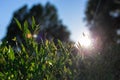 Sunbeams at sunset pass through the foliage of trees Royalty Free Stock Photo