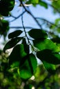 Sunbeams at sunset pass through the foliage of trees Royalty Free Stock Photo