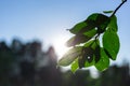 Sunbeams at sunset pass through the foliage of trees Royalty Free Stock Photo