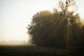 Sunbeams, tree and foggy morning