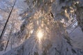 Sunbeams trough the tree in winter Royalty Free Stock Photo