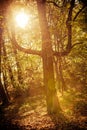 Sunbeams trough trees in park Royalty Free Stock Photo