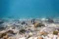 Sunbeams underwater rocks and pebbles on the seabed swimming fish Royalty Free Stock Photo