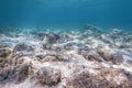 Sunbeams underwater rocks and pebbles on the seabed swimming fish Royalty Free Stock Photo