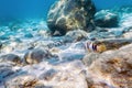 Sunbeams underwater rocks and pebbles on the seabed swimming fish Royalty Free Stock Photo