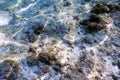 Sunbeams underwater rocks and pebbles on the seabed swimming fish Royalty Free Stock Photo
