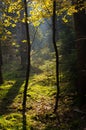 Sunbeams in the woods Royalty Free Stock Photo