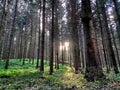 Sunbeams in the woods in Germany Royalty Free Stock Photo