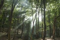 Sunbeams in woods. Sun rays