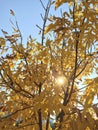 Sunbeams through yellow tree leaves.