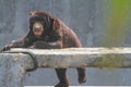 a sunbear playing around in the park