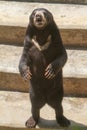 A sunbear stands on a stone step