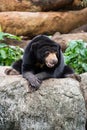 SunBear