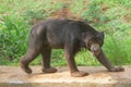 A sunbear walks in the park