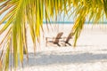 Sunbeds under the branches of a palm tree. Royalty Free Stock Photo