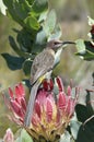 Sunbird in Africa