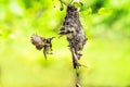 Sunbird and baby bird in a nest at Thailand Royalty Free Stock Photo