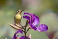 Sunbird on bauhinia drinking flower honey