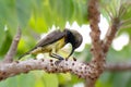 Sunbird bird Royalty Free Stock Photo