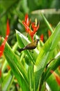 Sunbird on a bird of paradise flower Royalty Free Stock Photo