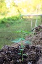 The Olive-backed Sunbird nest on the tamarind tree in garden Royalty Free Stock Photo