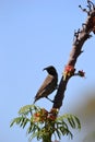 Sunbird enjoying some early morning nectar Royalty Free Stock Photo